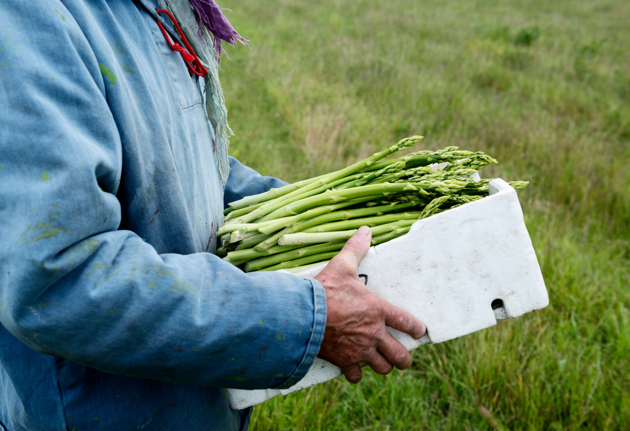 asparagus harvest
