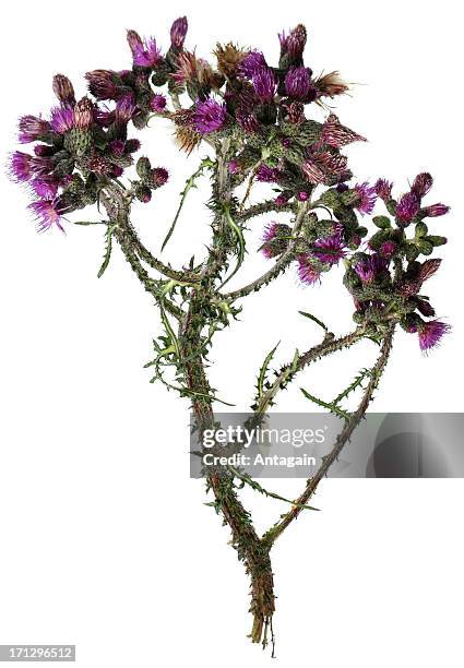 thistle - thistle isolated stock pictures, royalty-free photos & images