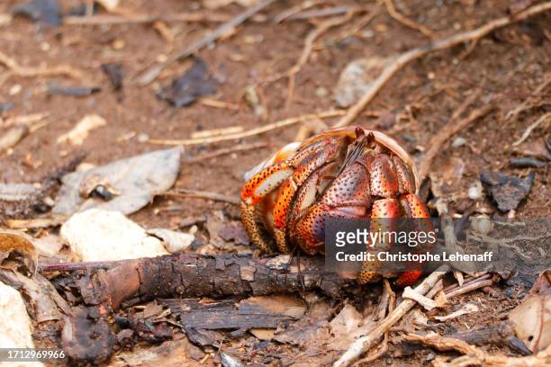 hell's gate and its region, guadeloupe, france - hermit crab stockfoto's en -beelden