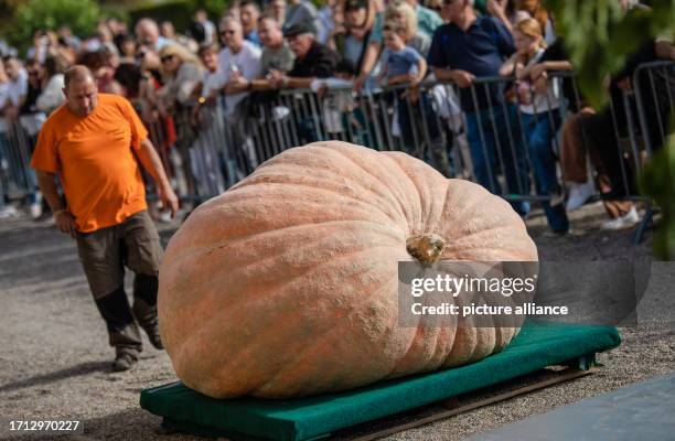 October 2023, Baden-Württemberg, Ludwigsburg: Spectators watch the European championships in pumpkin weighing in the sunshine. The European...