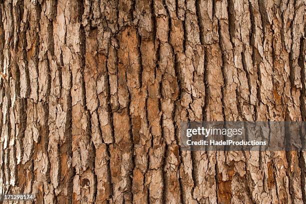 closeup of tree trunk - evergreen texture stock pictures, royalty-free photos & images