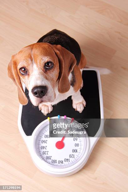 you see, i'm not fat. - mass unit of measurement stock pictures, royalty-free photos & images