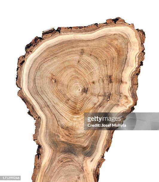 sección transversal de madera - trunk fotografías e imágenes de stock