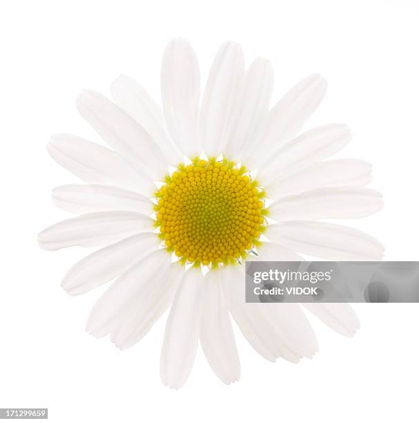 kamille - chamomile flower stock-fotos und bilder