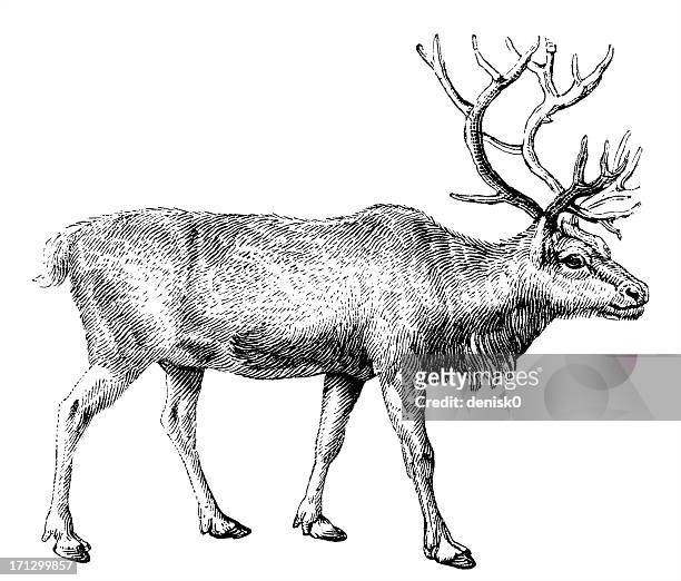 illustrations, cliparts, dessins animés et icônes de motif renne - reindeer