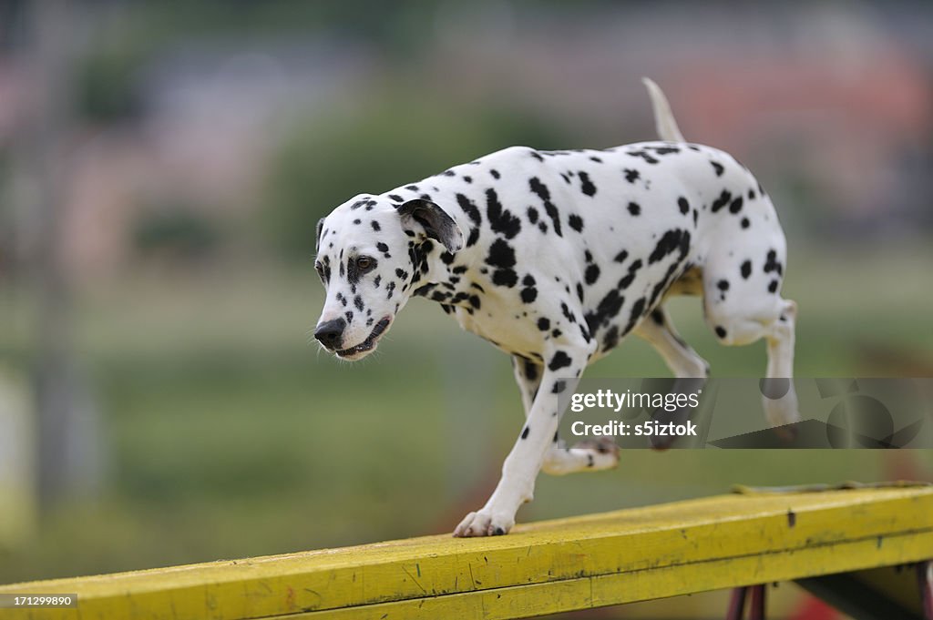 Dalmatian