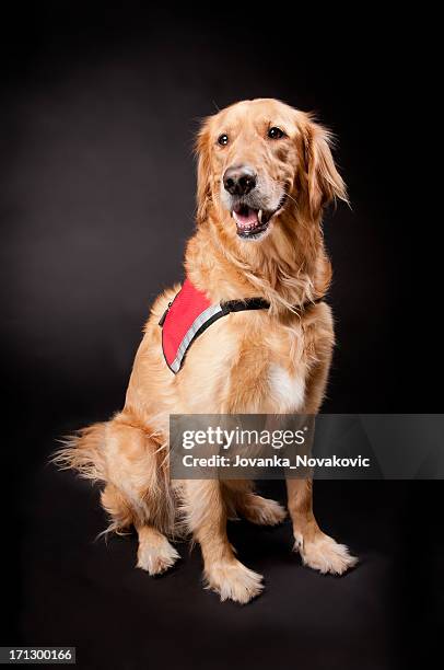 feliz golden retriever perro de búsqueda y rescate - perro de búsqueda y rescate fotografías e imágenes de stock