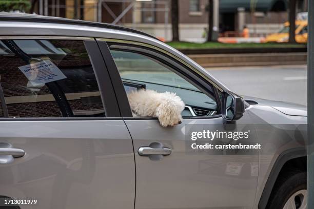 Dog Rear View Mirror 21 Dog Rear View Mirror Stock Photos, High-Res Pictures, and Images ...