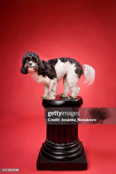 excited shih tzu poodle dog on a pedestal - dog show stock pictures, royalty-free photos & images