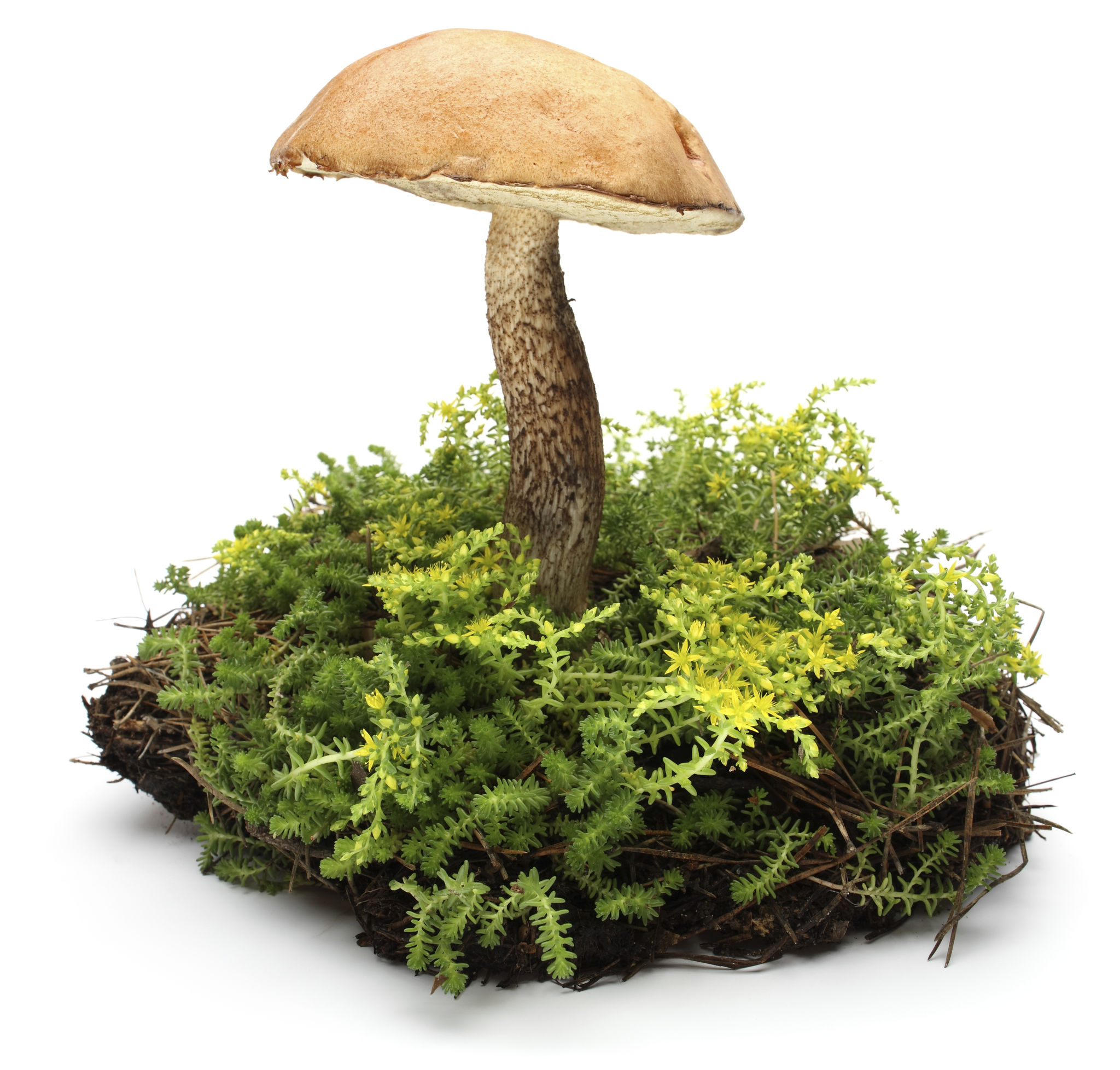 fungi forest