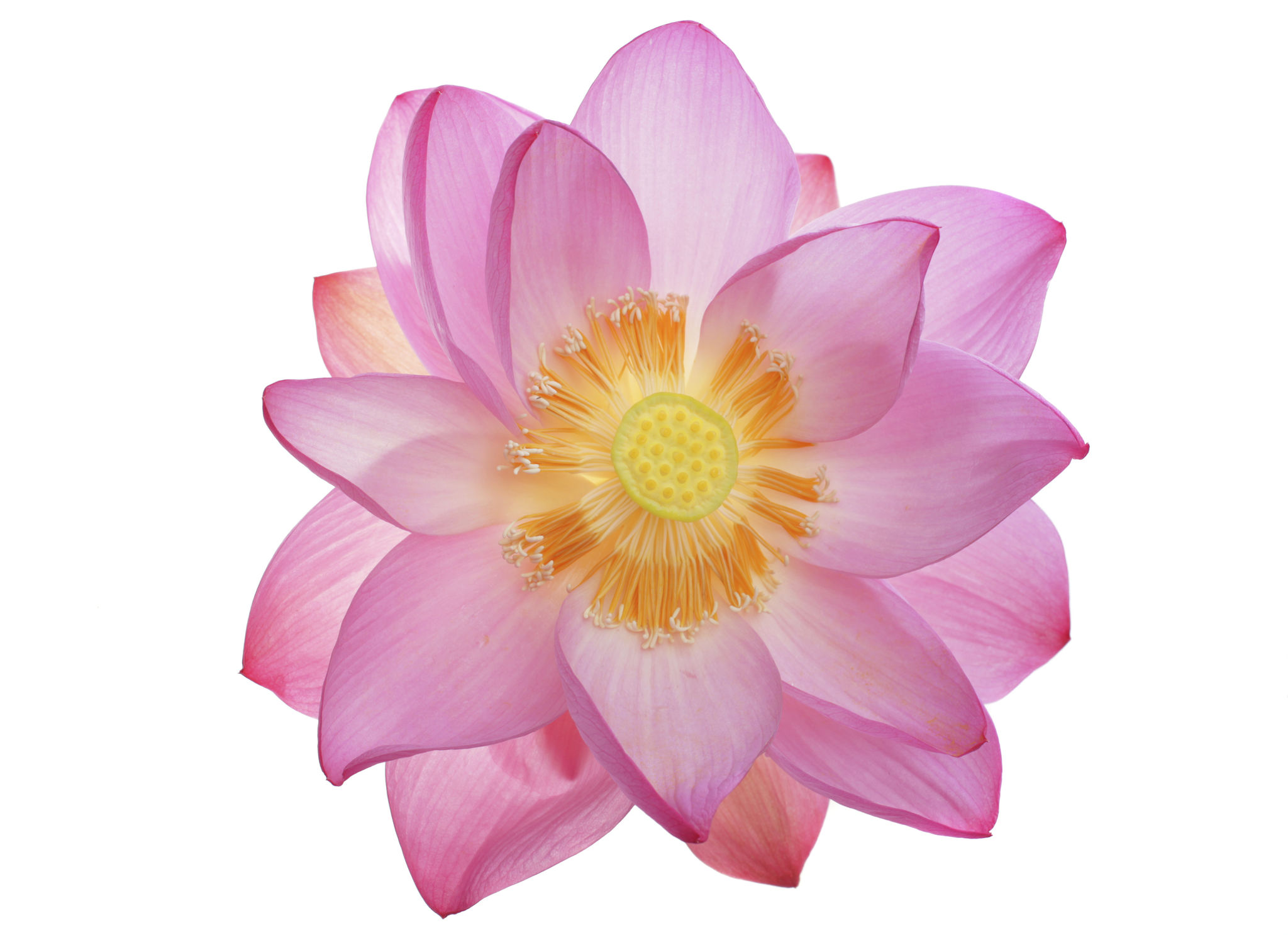 lotus root