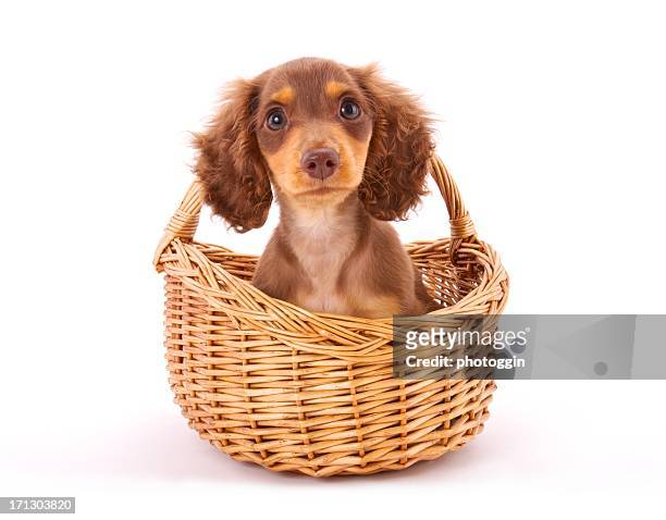 perro tejonero cachorro en una cesta - long haired dachshund fotografías e imágenes de stock