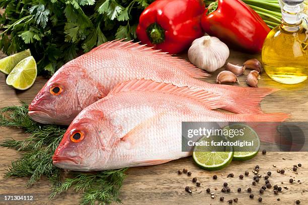 fish: red snapper - snapper fish stock pictures, royalty-free photos & images