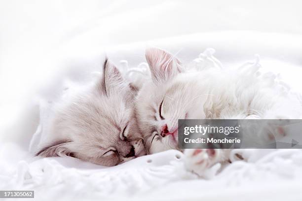 two white kitten sleeping together - fluffy cat stock pictures, royalty-free photos & images