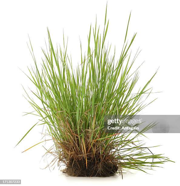 gras - isolated object stock-fotos und bilder