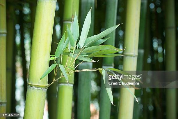 bambus-wald - bamboo material stock-fotos und bilder