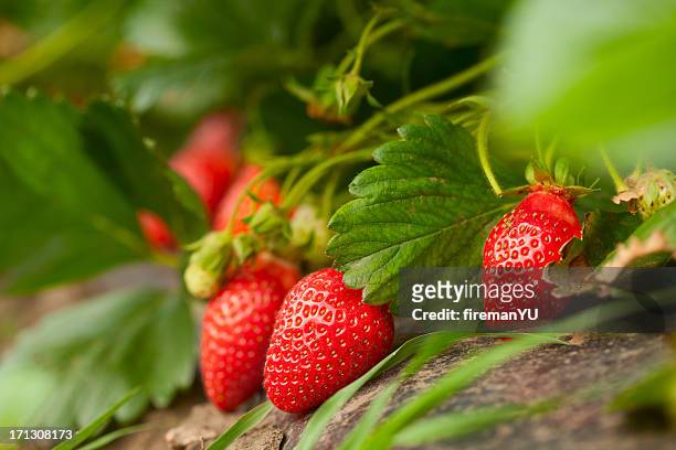 fresh organic strawberry - cultivated 個照片及圖片檔