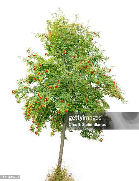 rowan tree/ash (sorbus aucuparia) with red fruits isolated on white. - rowan tree stock pictures, royalty-free photos & images
