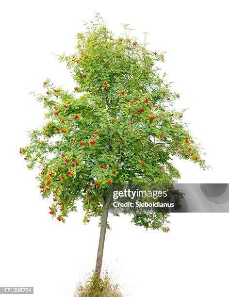 rowan tree/ash (sorbus aucuparia) with red fruits isolated on white. - rowanberry stock pictures, royalty-free photos & images