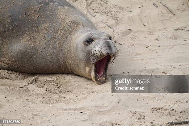 elephant seal yawning - ano nuevo stock pictures, royalty-free photos & images