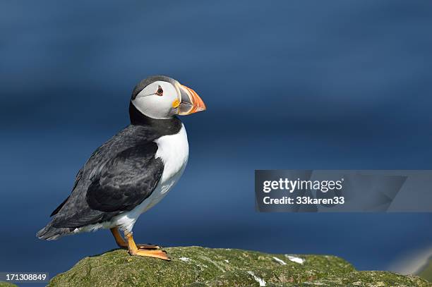 atlantic puffin - atlantic puffin stock pictures, royalty-free photos & images