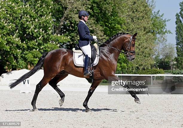 extended trot - dressage stockfoto's en -beelden