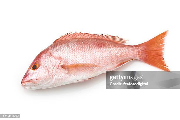 fisch: red schnapper - schnapper stock-fotos und bilder