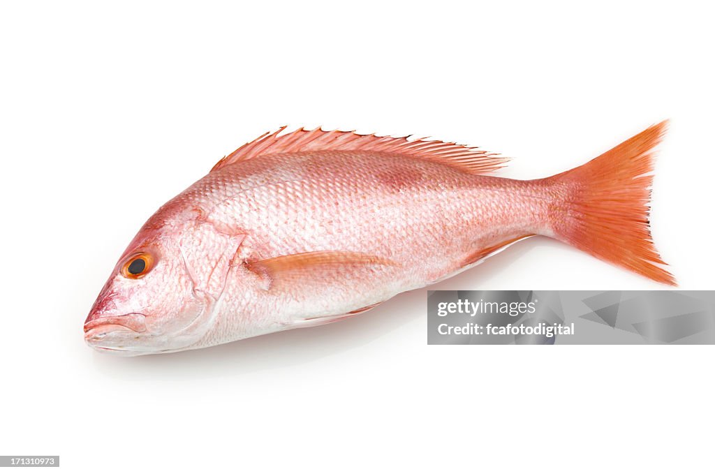 Large red snapper fish on white background