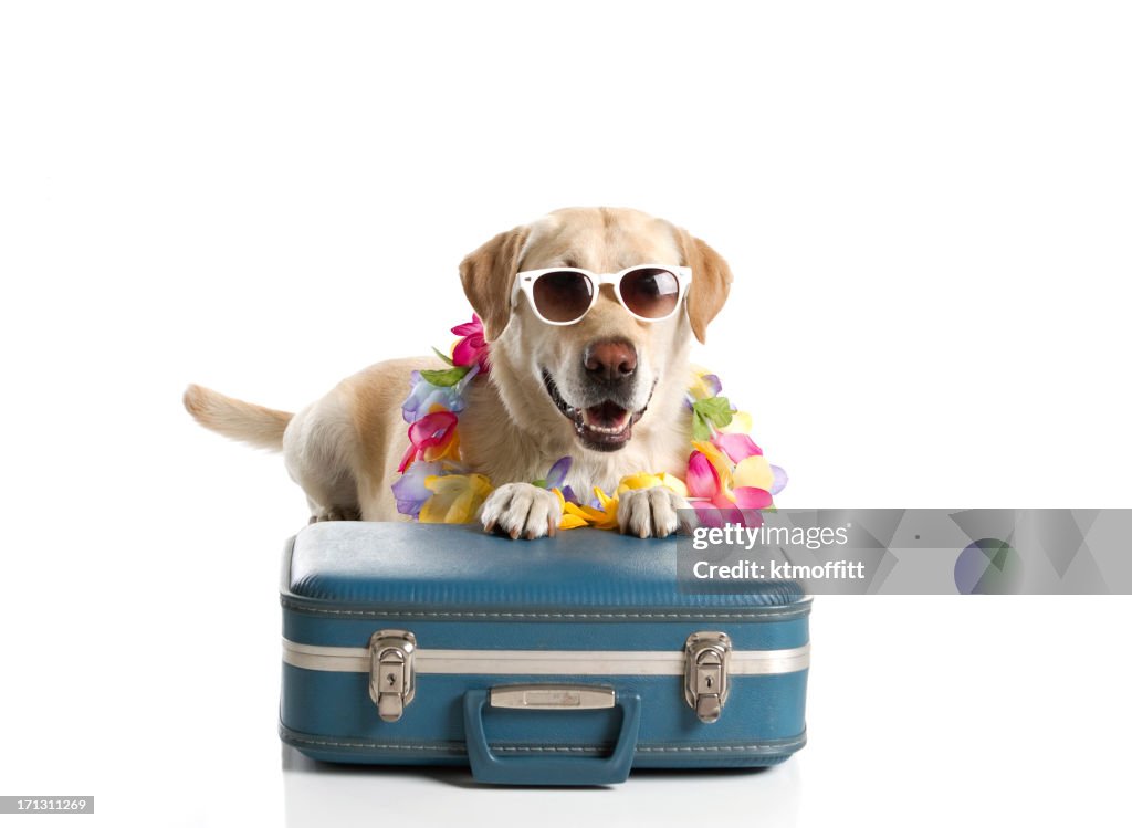 Chien prête pour des vacances