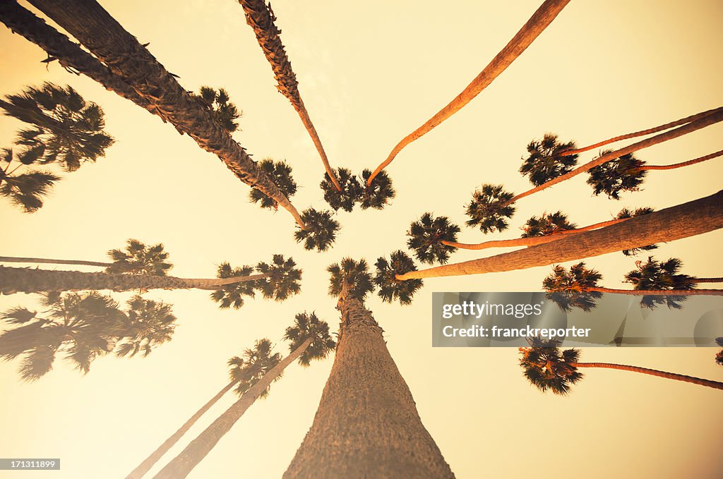 Palm tree at sunset on Beverly Hills, California - USA