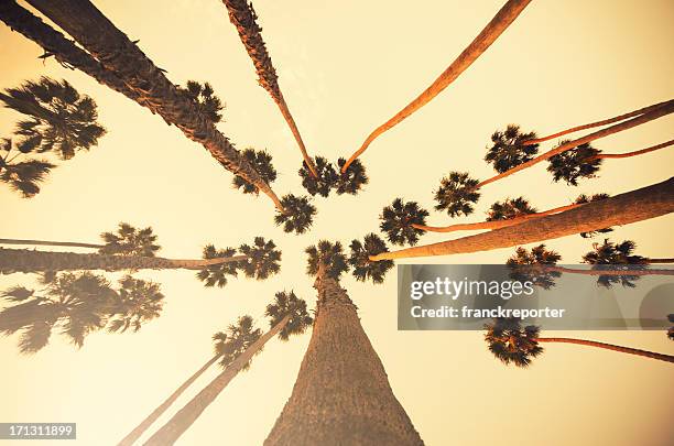 palm tree at sunset on beverly hills, california - usa - sunset-boulevard-los-angeles stock pictures, royalty-free photos & images