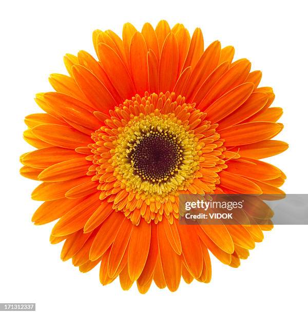 gerbera - orange gerbera daisies stock pictures, royalty-free photos & images