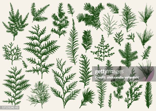 ilustraciones, imágenes clip art, dibujos animados e iconos de stock de colección de siluetas de ramas de hoja perenne - a group of sequoia sempervirens or redwood trees