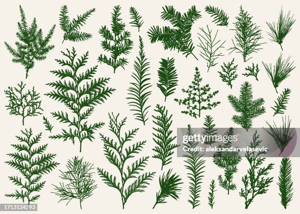 illustrazioni stock, clip art, cartoni animati e icone di tendenza di collezione di rami sempreverdi silhouettes - evergreen plant