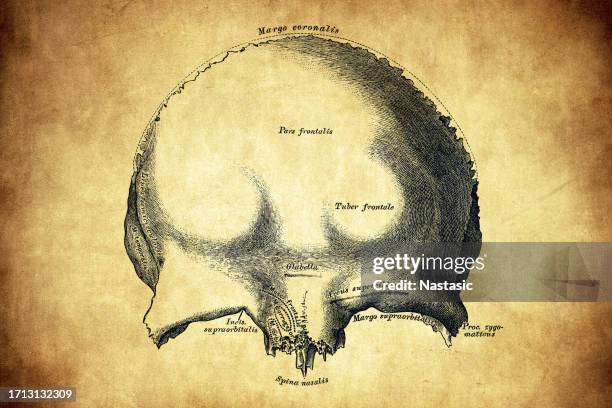 frontal bone - frontaal stock illustrations