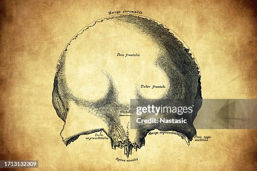 Frontal bone Frontal bone
