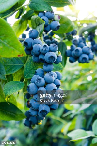 blueberries ready for picking - bush stock pictures, royalty-free photos & images