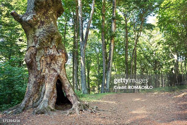 hollow dead tree trunk, beech forest, monte cimino, lazio italy - provinsen viterbo bildbanksfoton och bilder