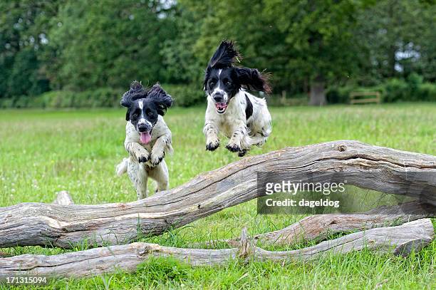 up and over - springer spaniel stock pictures, royalty-free photos & images