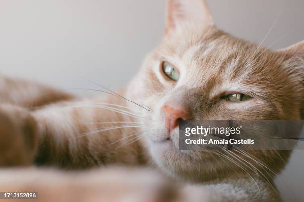 gato naranja de ojos verdes - ojos stock pictures, royalty-free photos & images