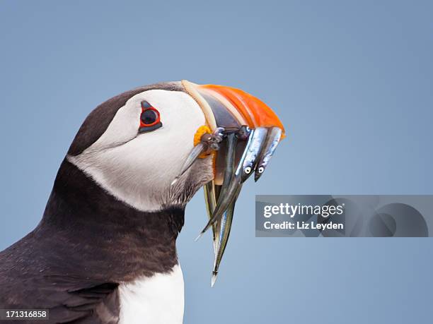 papageitaucher (fratercula arctica, mit sandeels - papageitaucher stock-fotos und bilder