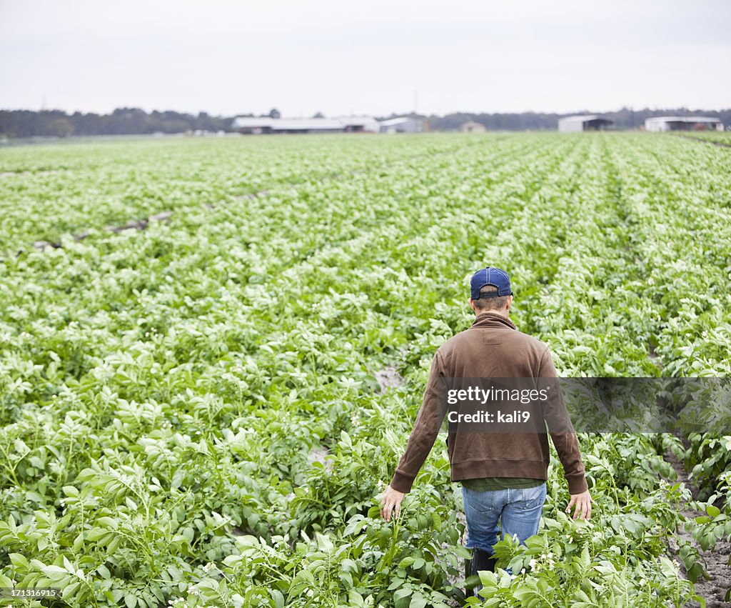 Agriculteur à pied à travers champ de plantes