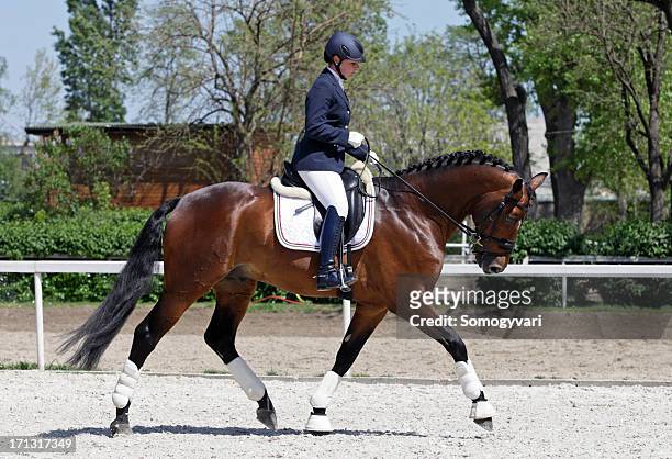warming up dressage - dressage stock pictures, royalty-free photos & images