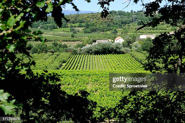 french wine landscape near blauvac in the vaucluse - vaucluse stock pictures, royalty-free photos & images