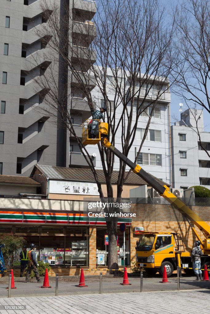 Japan Tree Relocation Tree Care Service In Japan High-Res Stock Photo - Getty Images