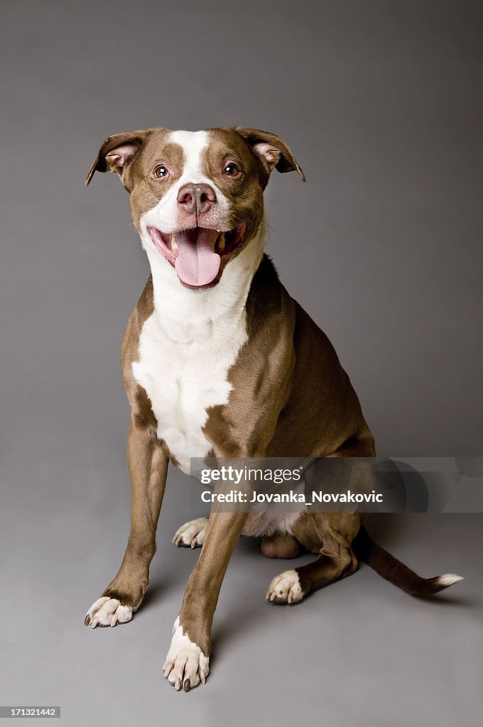 Felice cane Pit Bull su Sfondo grigio