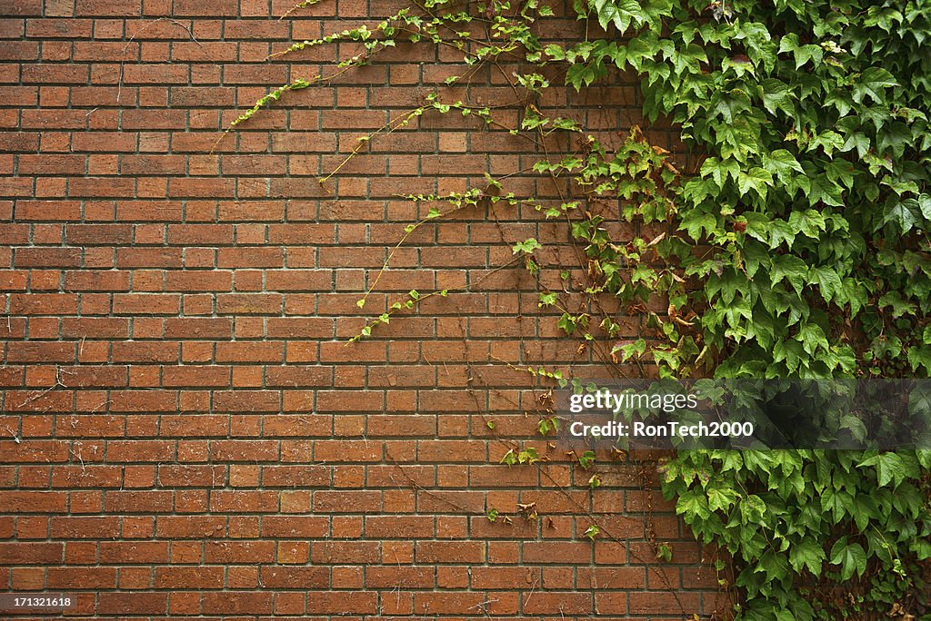 Brick Wall With Ivy