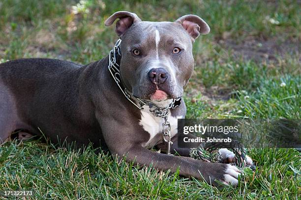 pit bull con giocattolo - collare foto e immagini stock