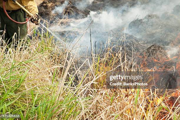 Fire Reed Grass Reed Canary Grass Photos and Premium High Res Pictures - Getty Images