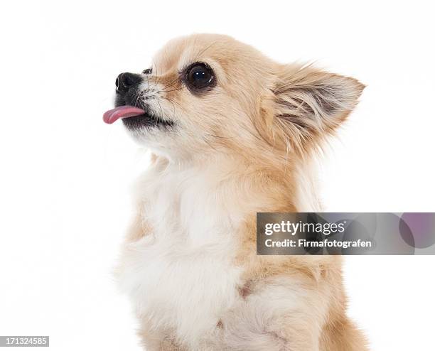 affamato cucciolo isolato - chihuahua dog foto e immagini stock
